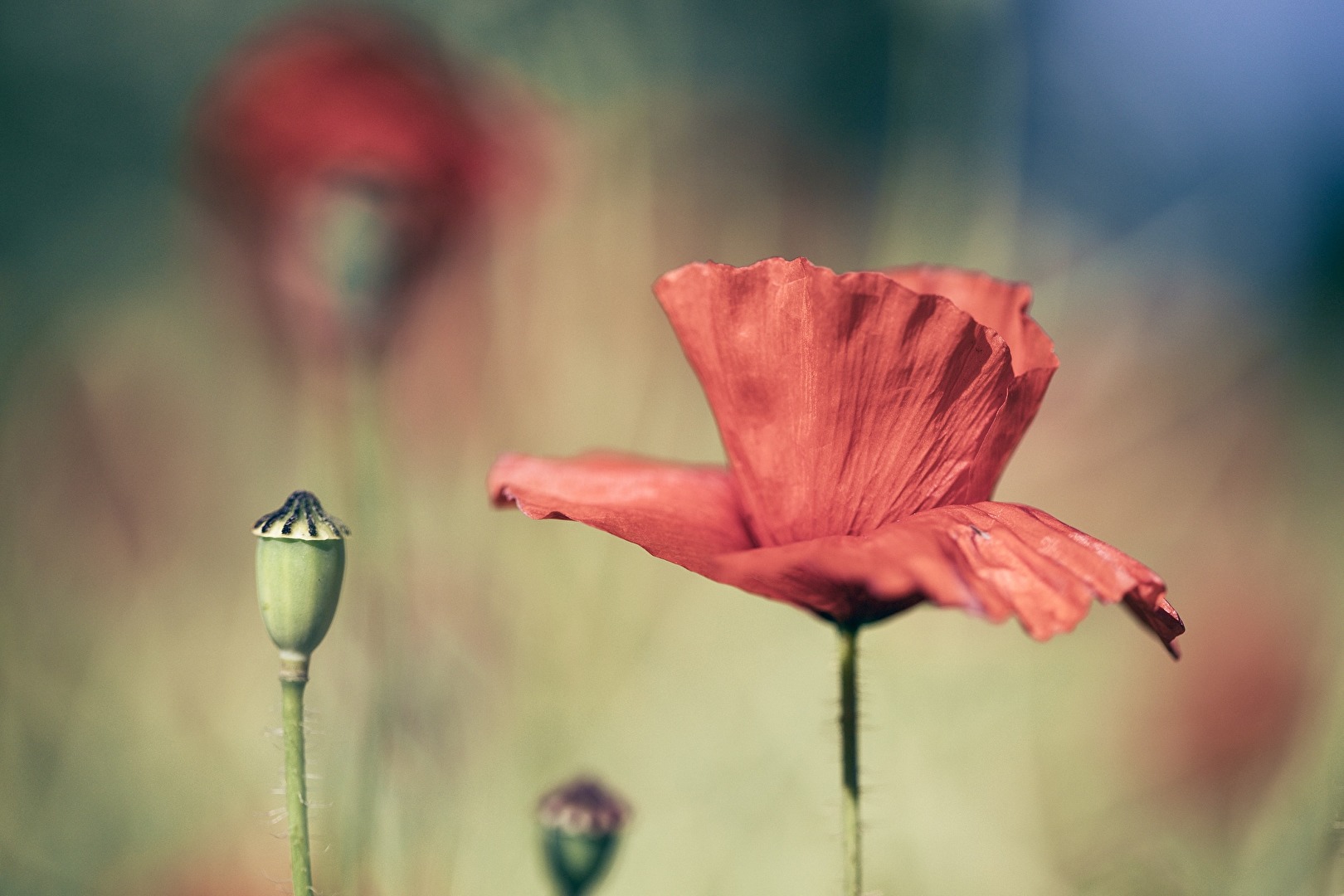 Mohn