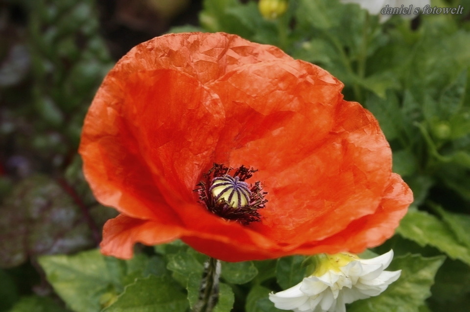 Mohn-Fotografie