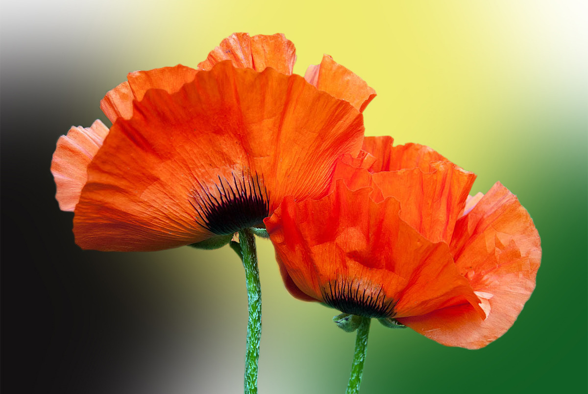 Mohn