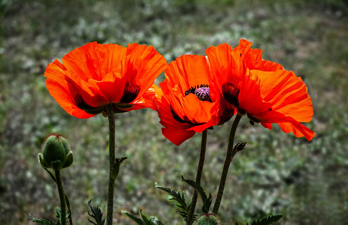 Türkenmohn...