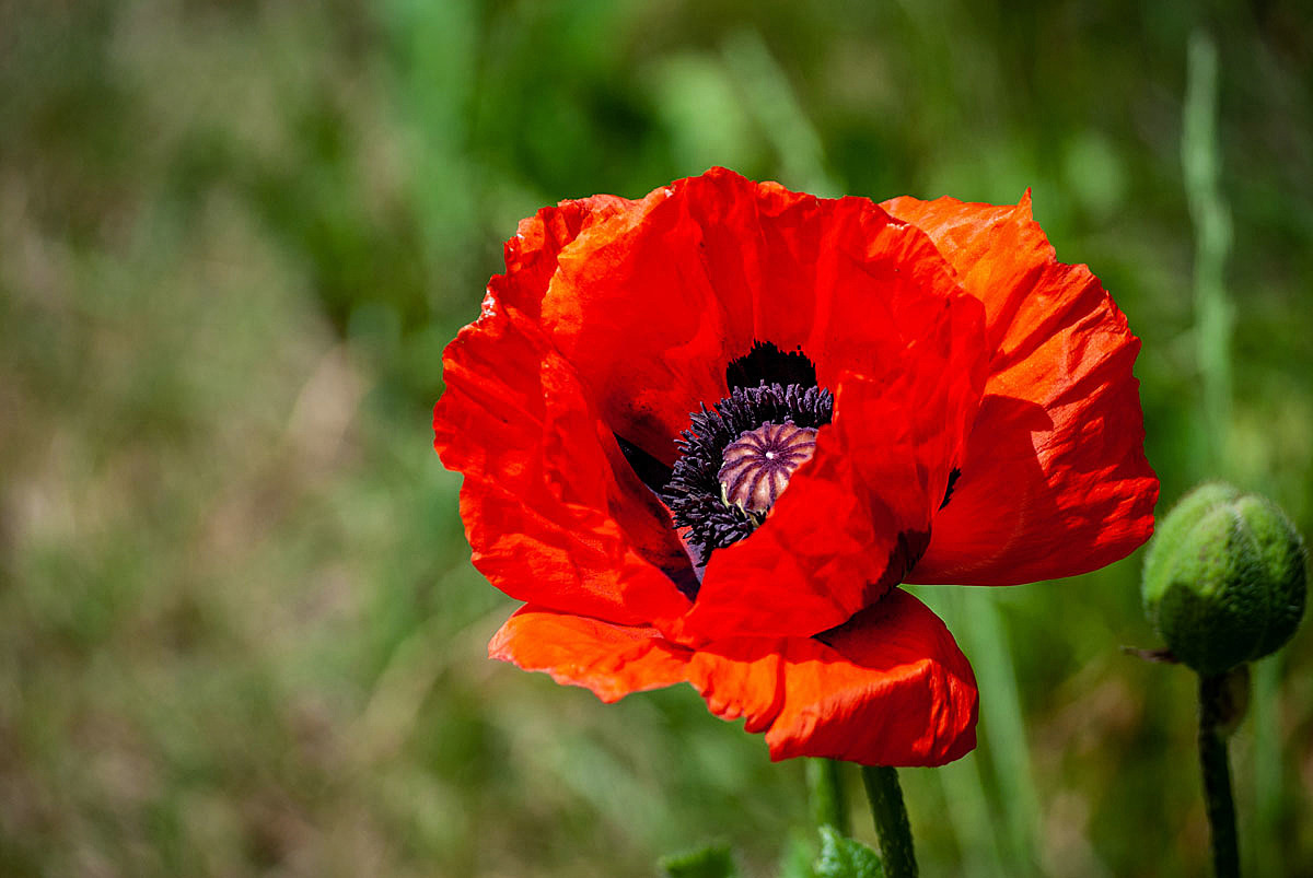 Mohn