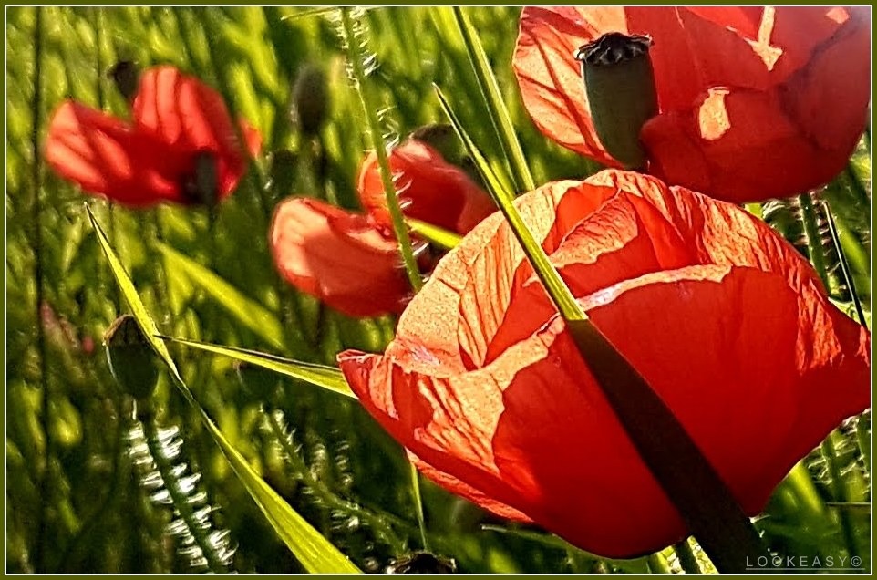 Mohn