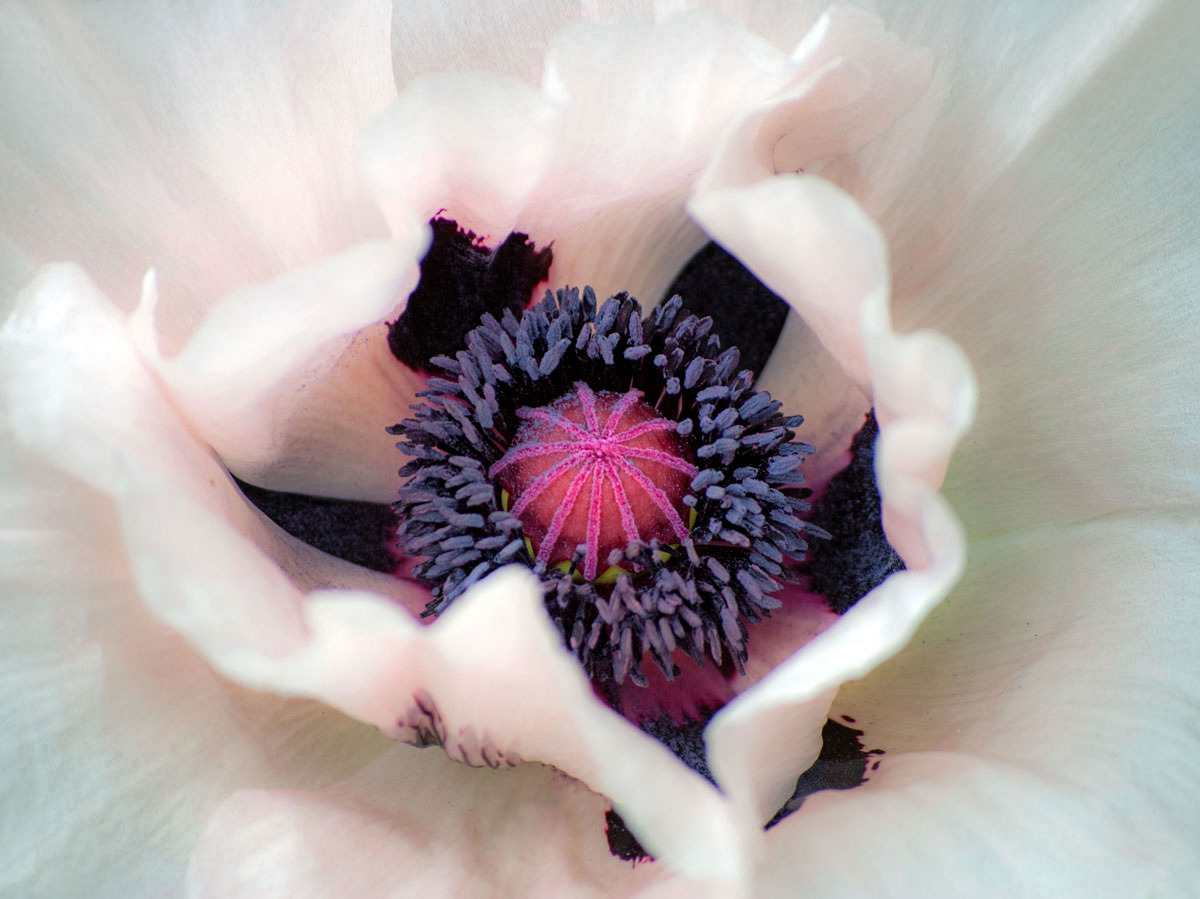 Ein Hauch von rosé...