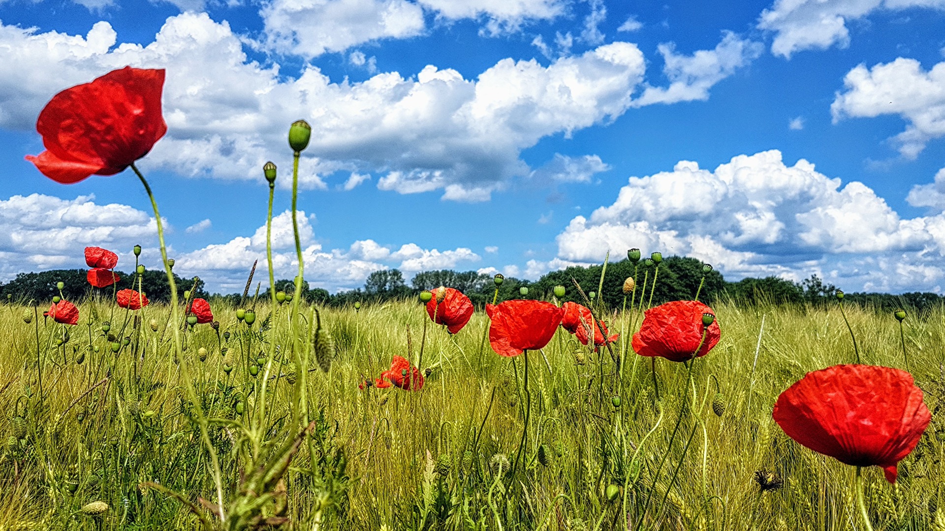 Poppy Time