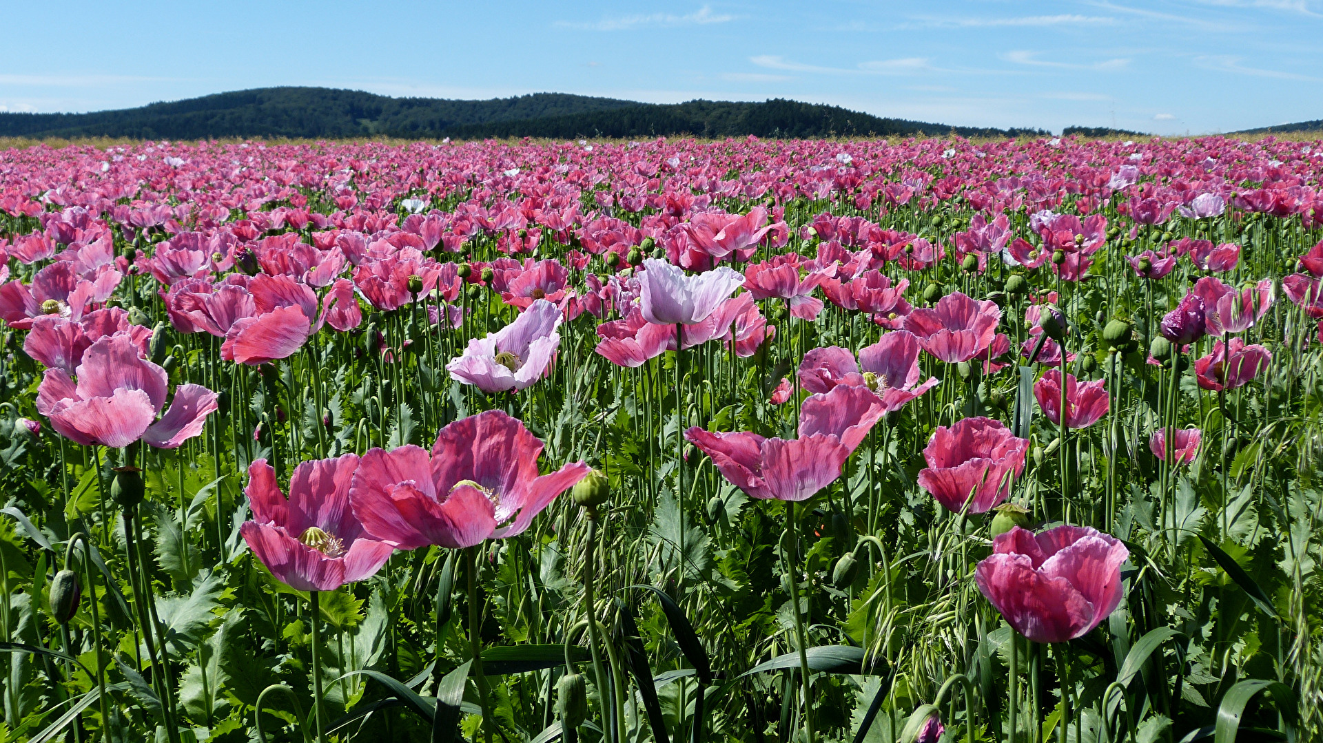 Mohn bis zum Horizont