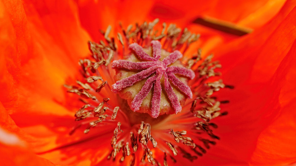 Mohn