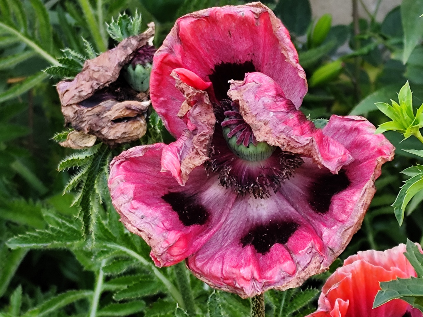 auch verregnet noch eine Schönheit