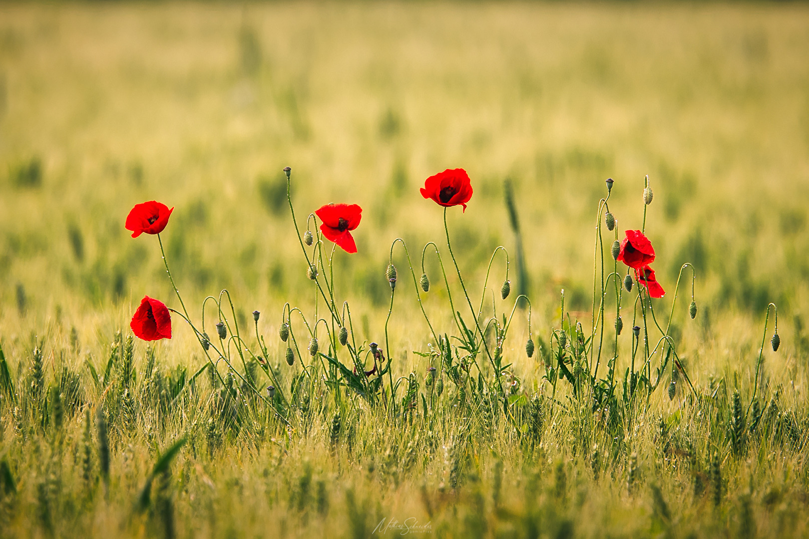 Mohn