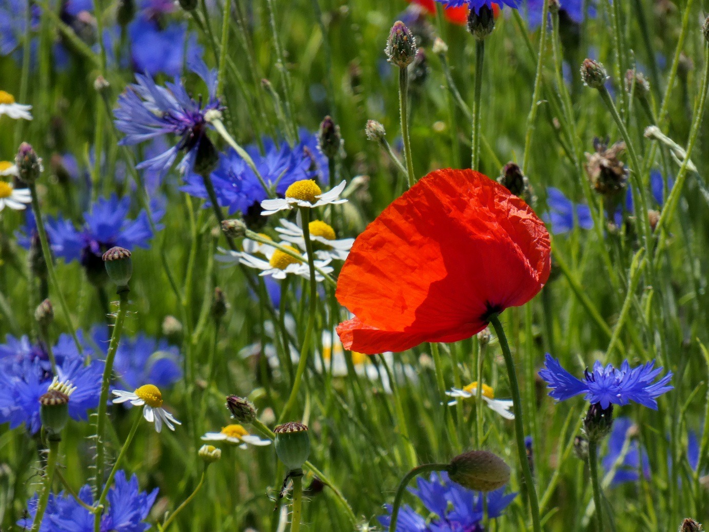 Mohn