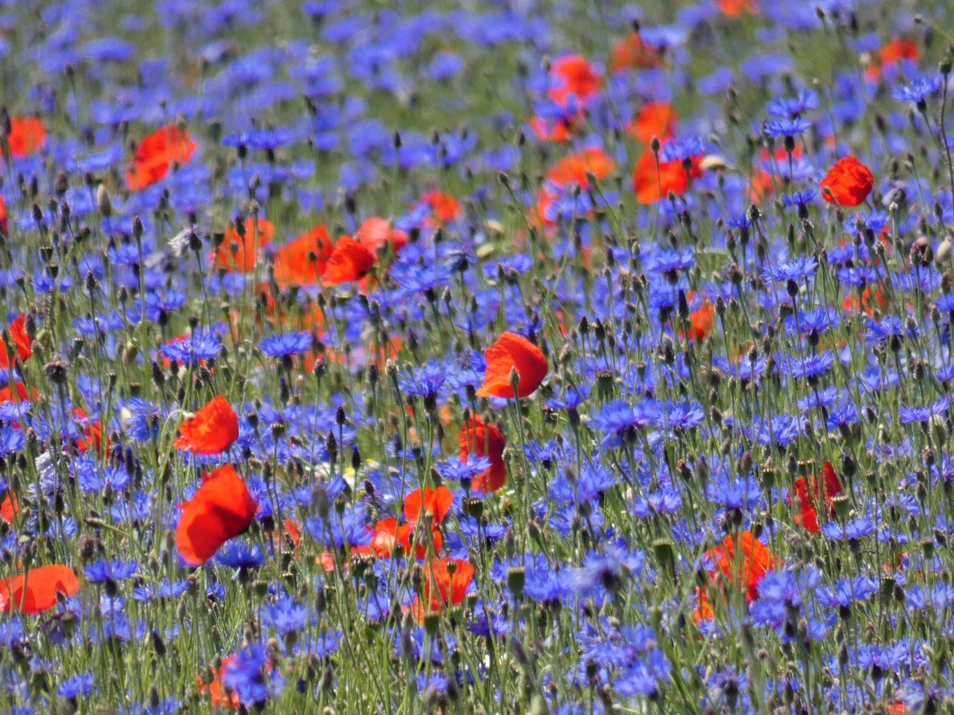 Mohn und Kornblumen