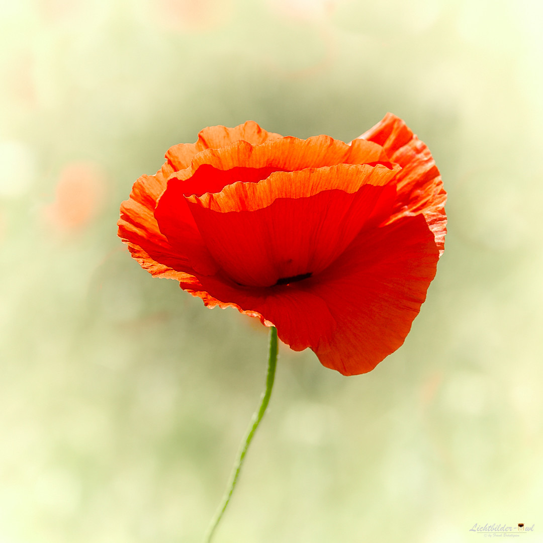 Mohn