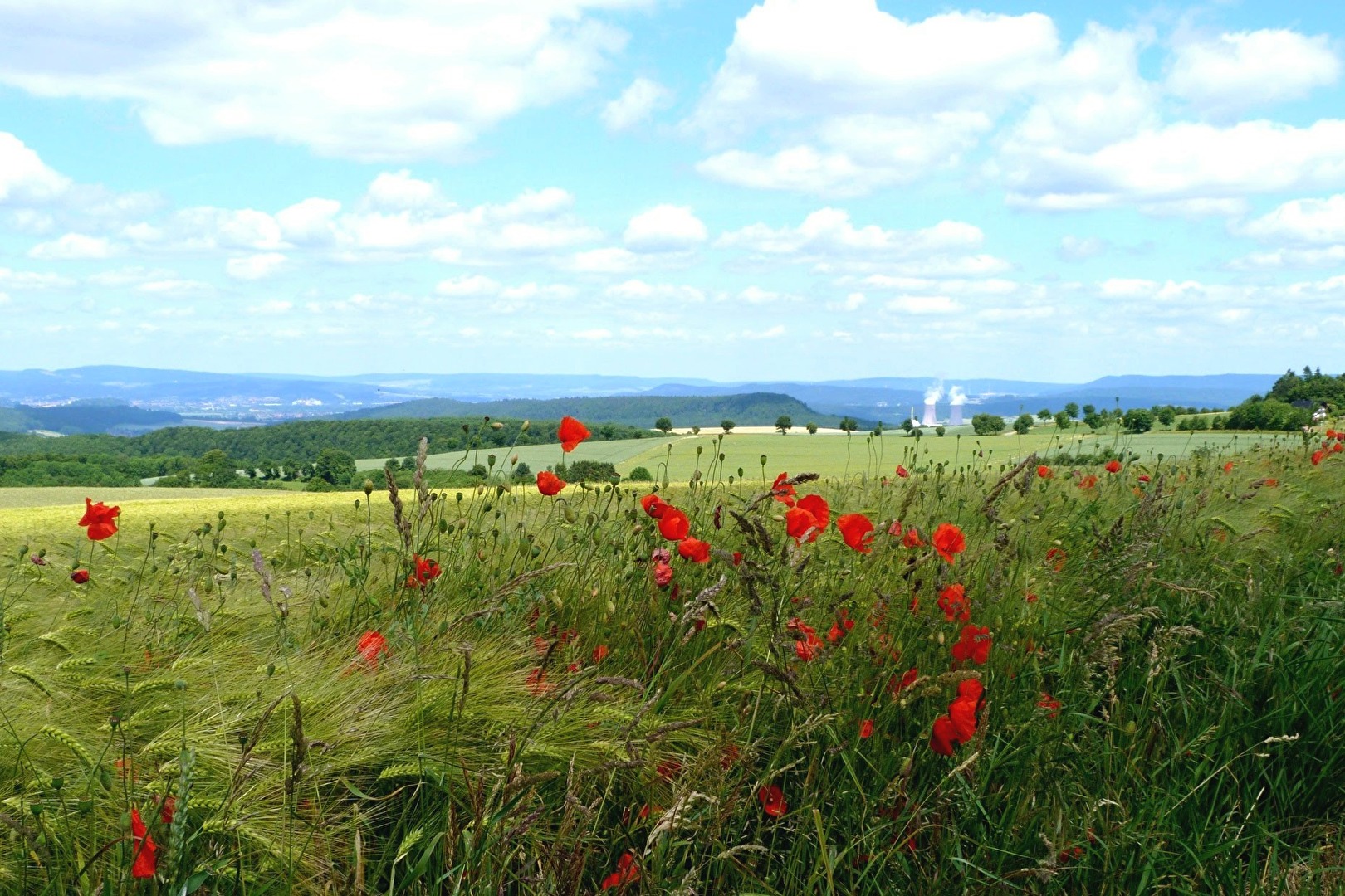 Mohn und Landschaft