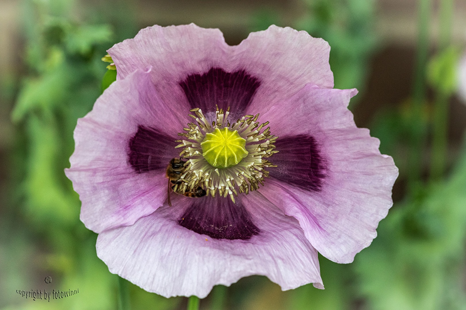 Mohnblume