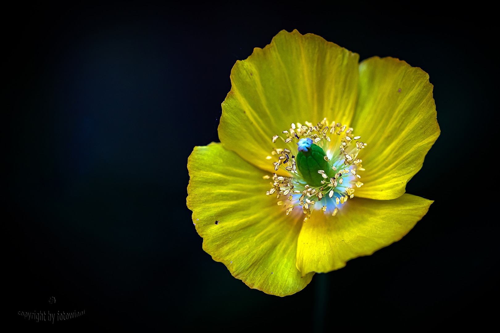 Islandmohn