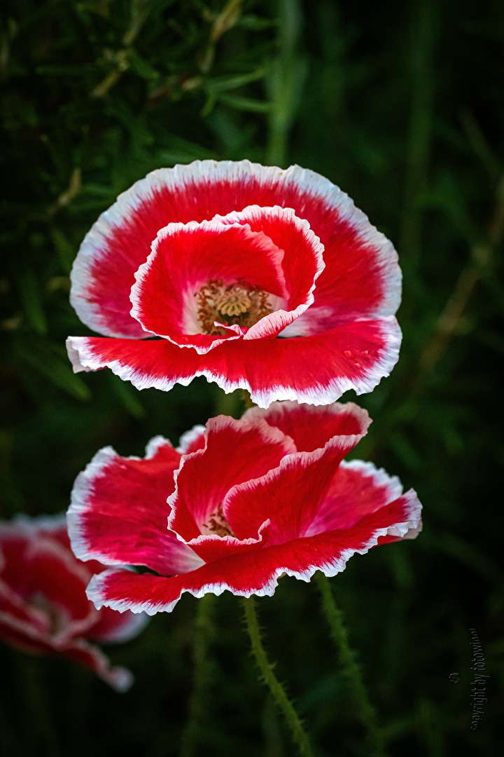 Mohnblumen