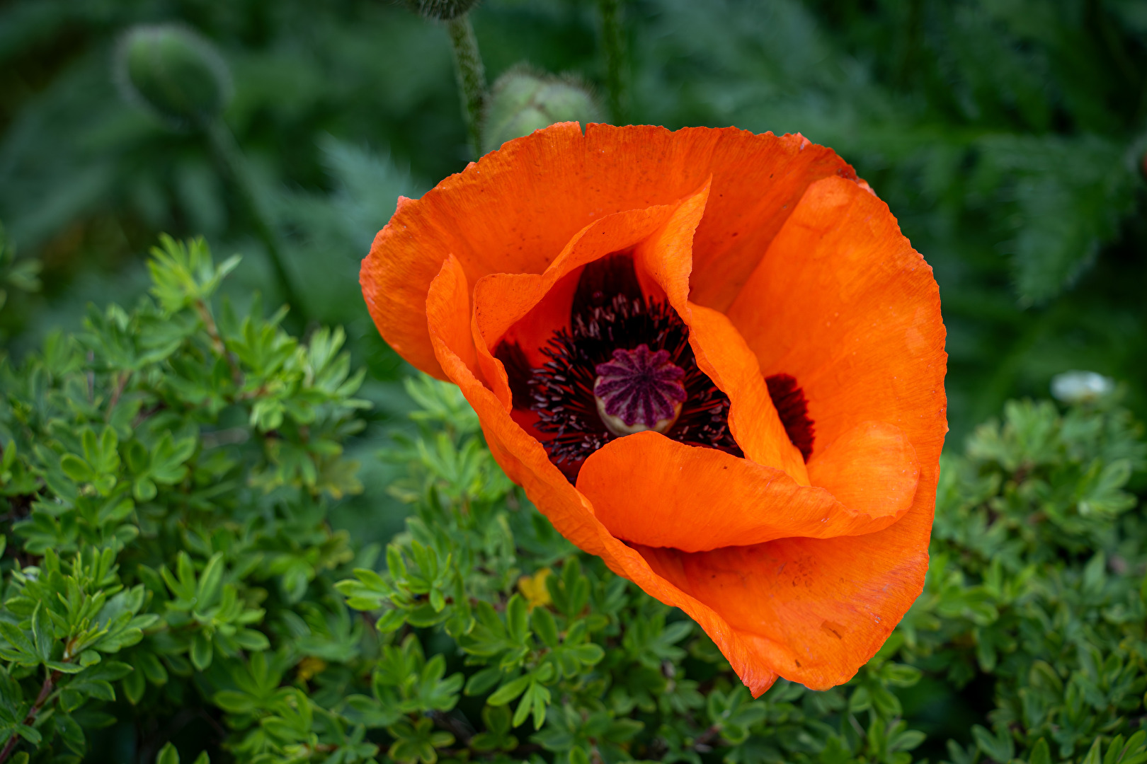 Klatschmohn