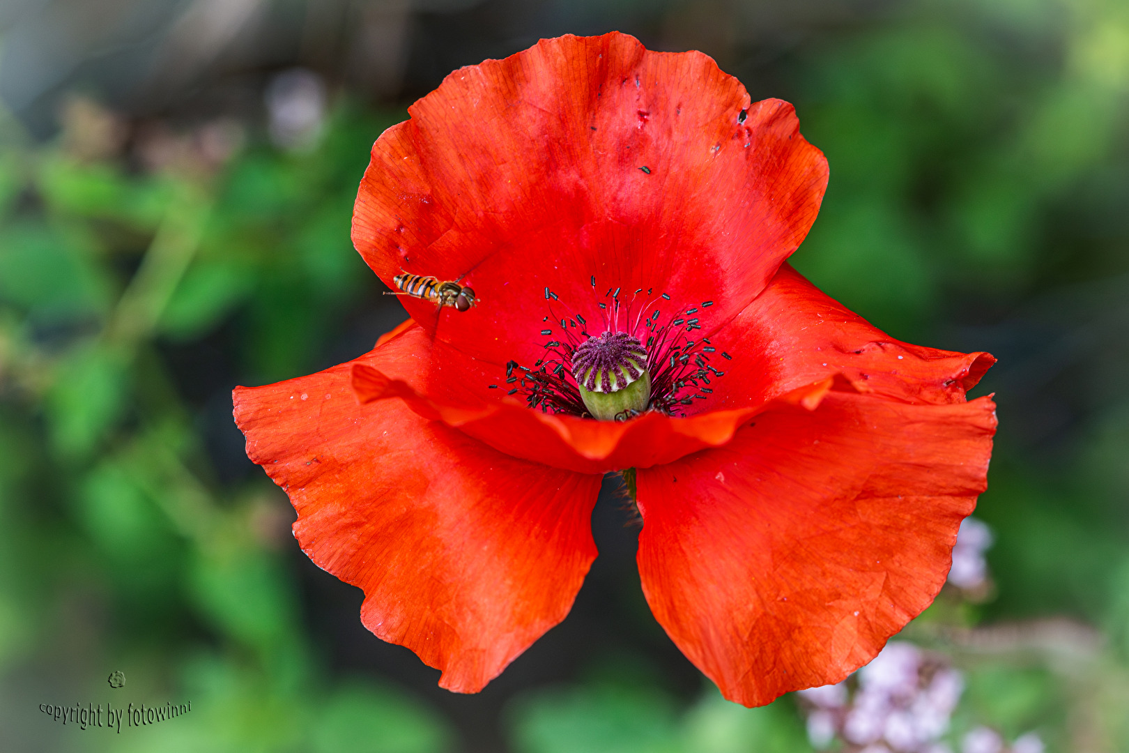 Mohnblüte