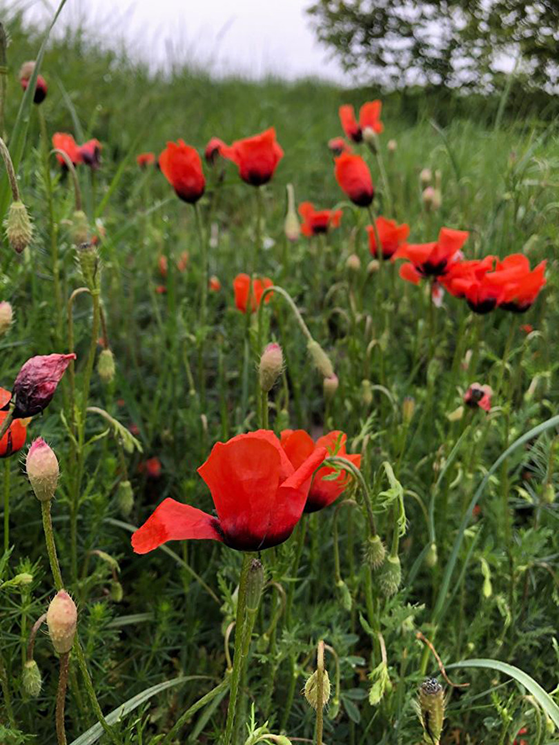 Mohn