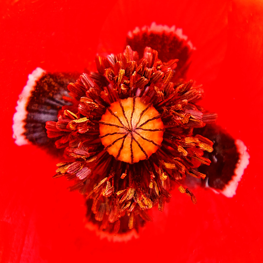 Klatschmohn