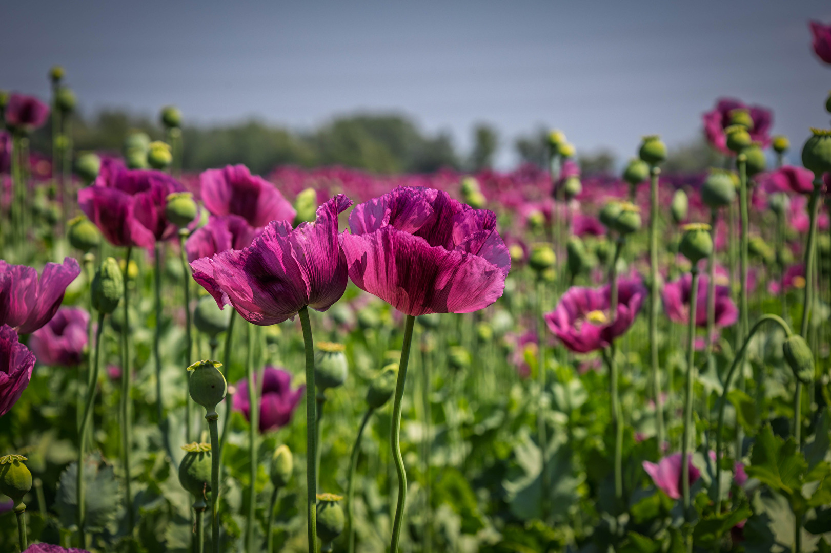 Mohnblumen