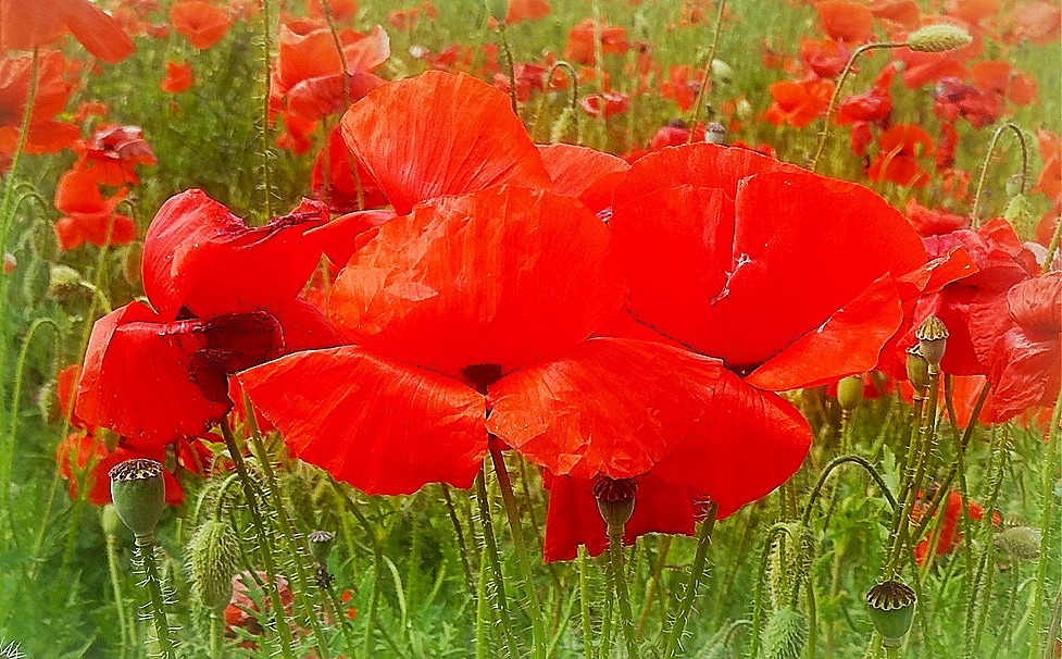 Mohnblüte