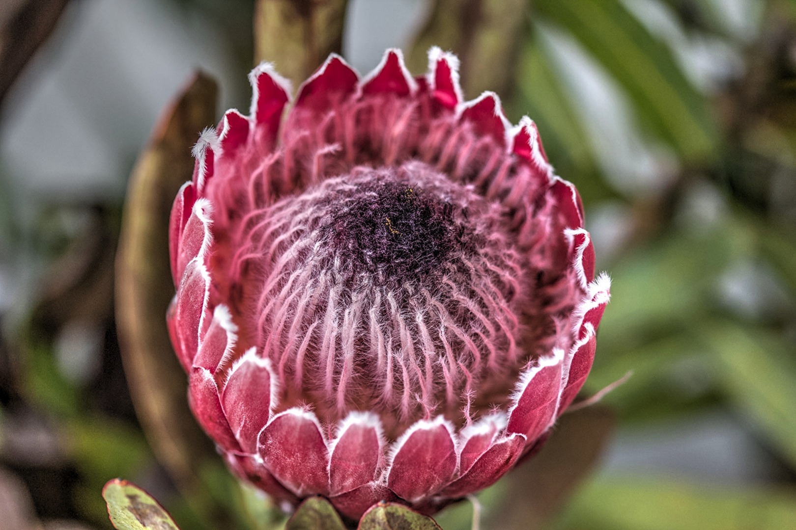 Majesty in blossom form