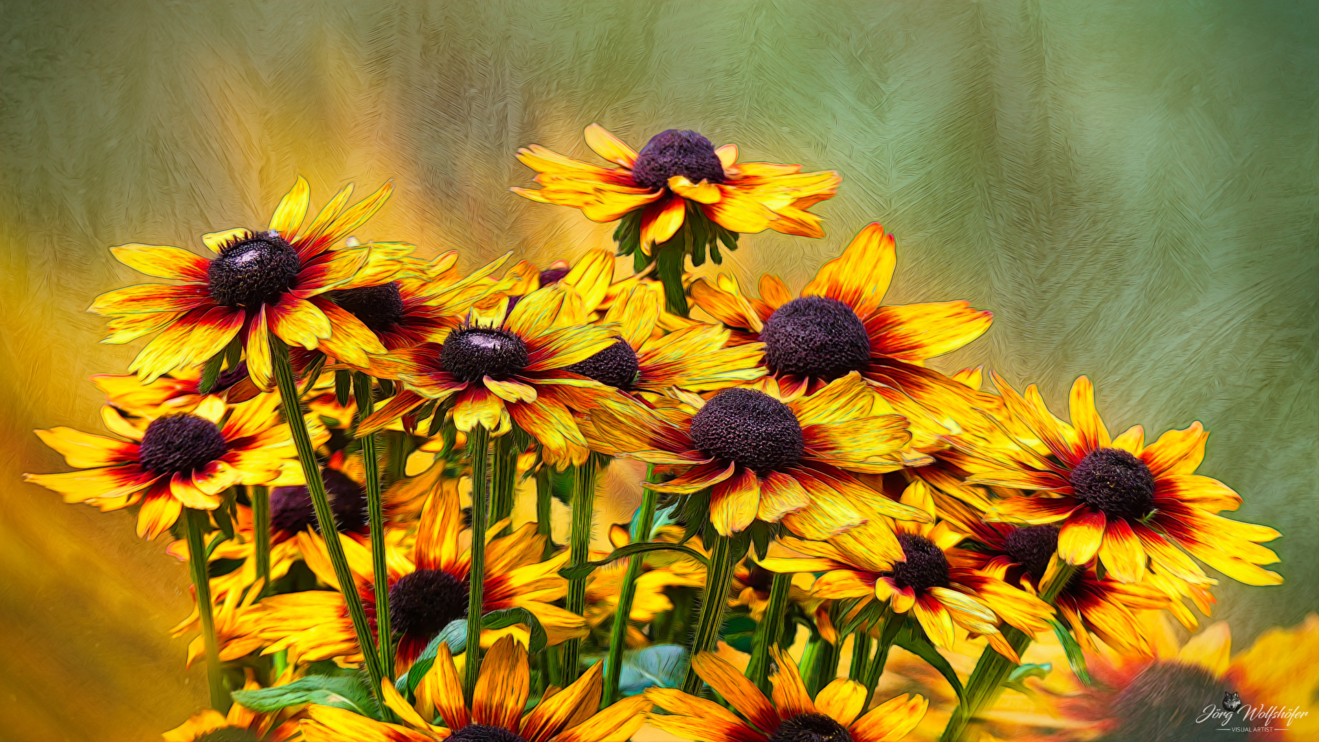 Coneflower