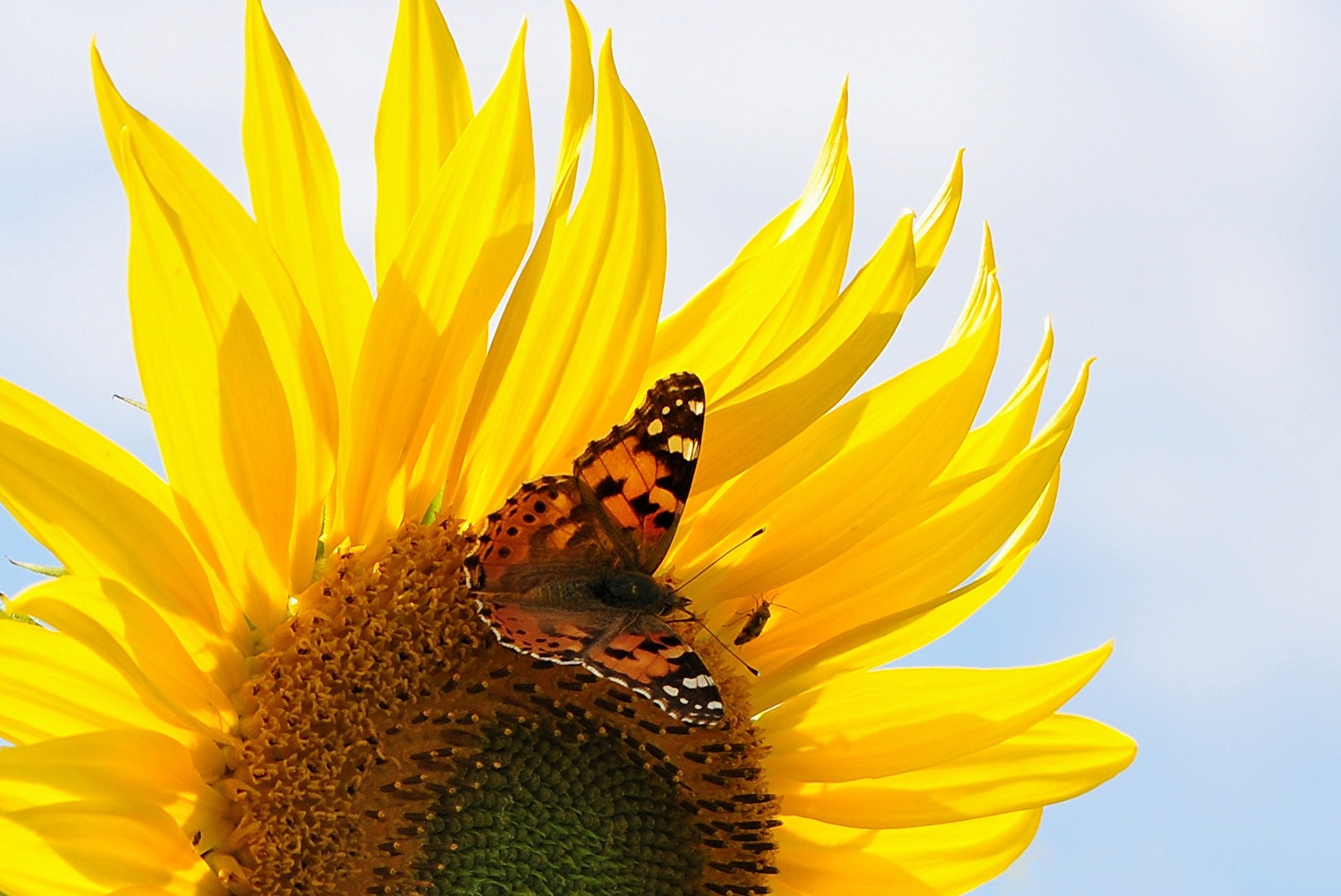 Noch eine Sonnenblume mit Beigabe
