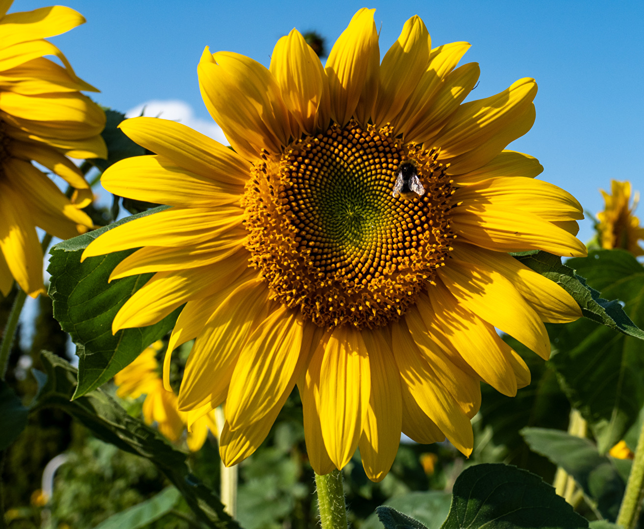 Sonnenblume mit Besucher