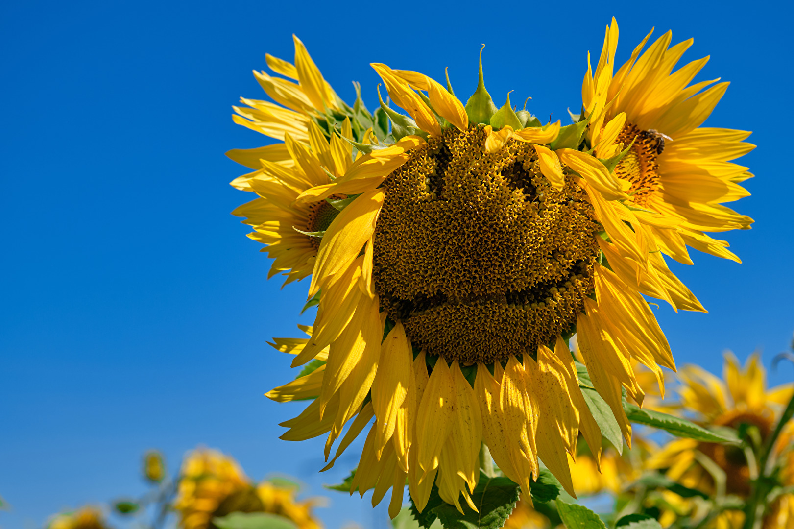 Sonnenblumen