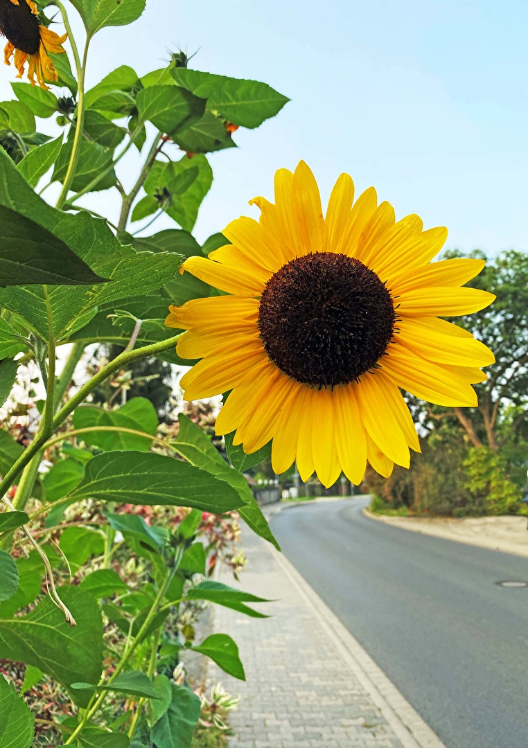 Sonnenblume am Straßenrand