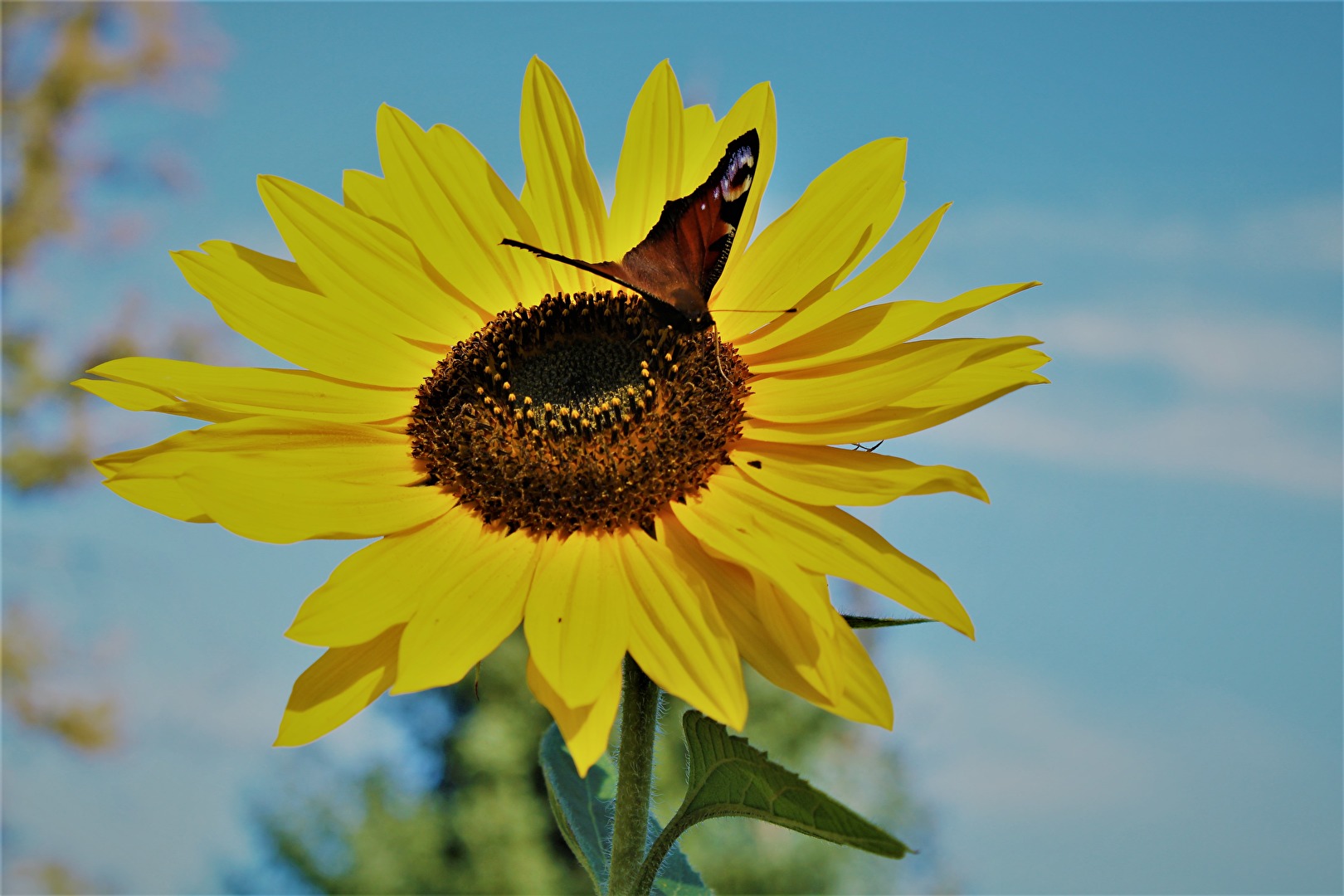 Sonnenblumen