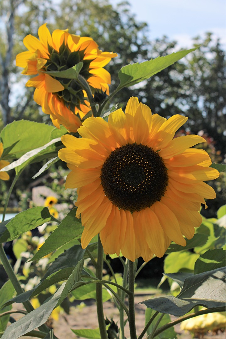 Sonnenblumen