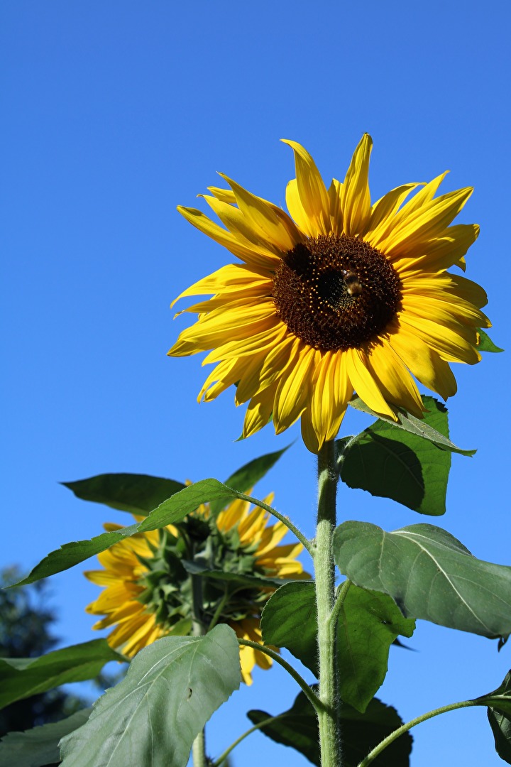 Sonnenblumen