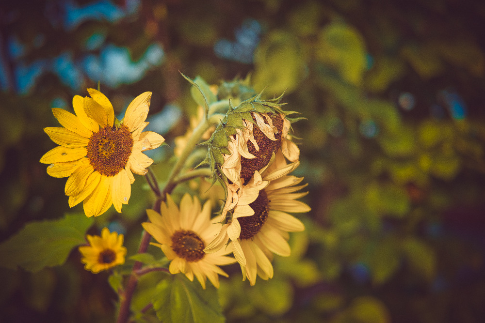 Sunflowers