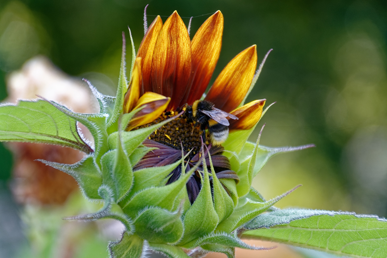 Sonnenblume mit Besucher