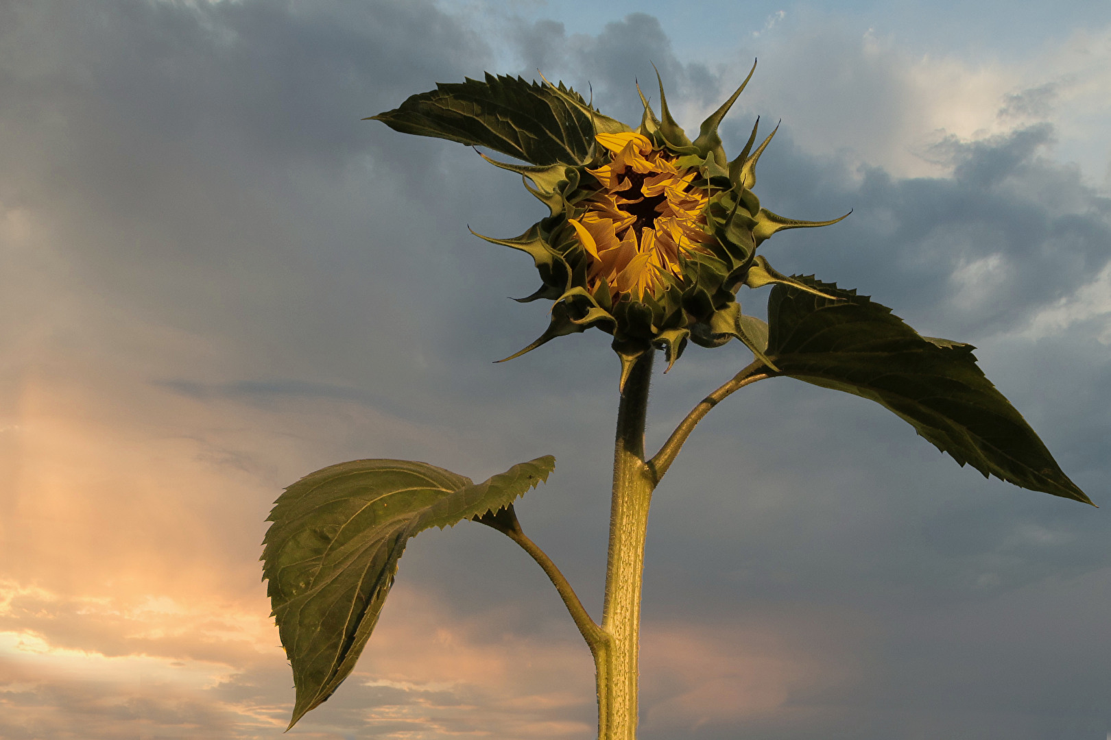 Zeit der Sonnenblume