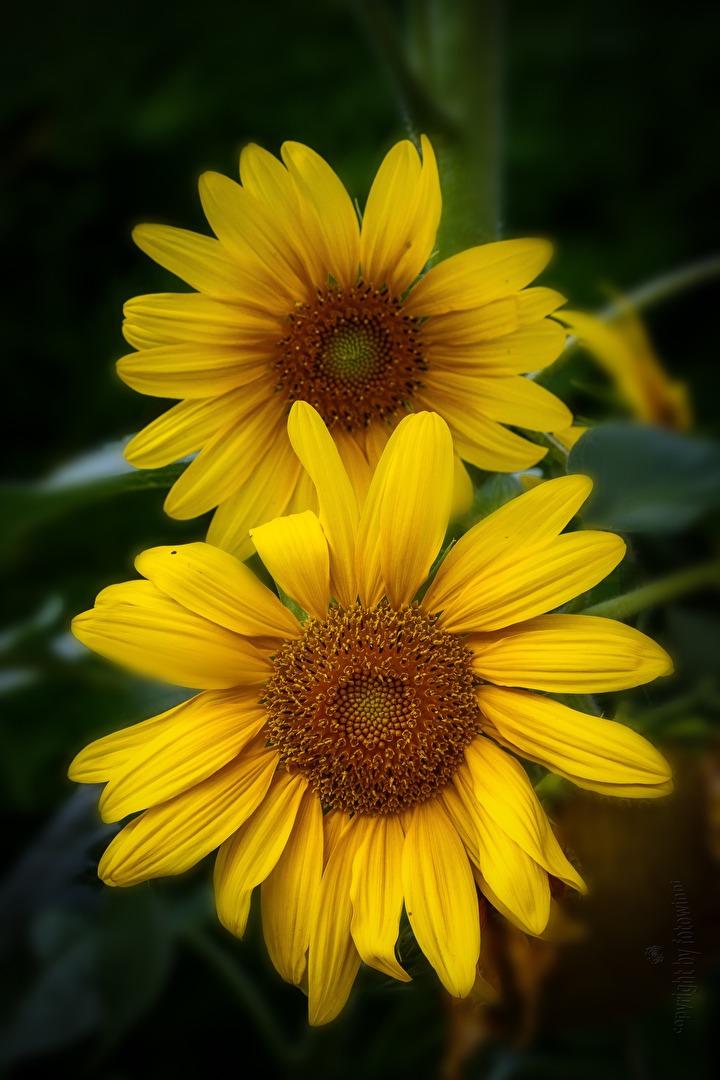 Sonnenblumen