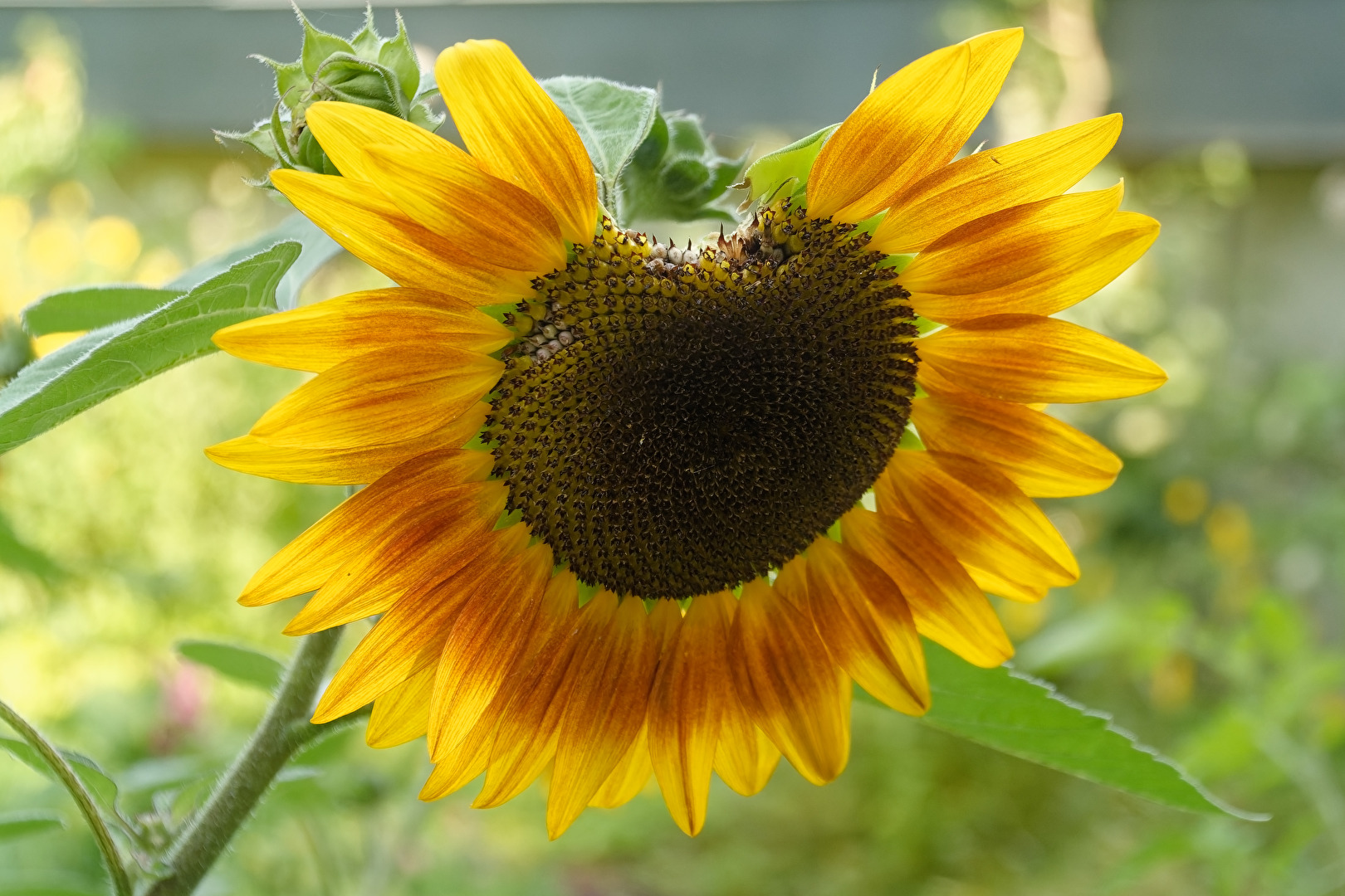 Sonnenblume