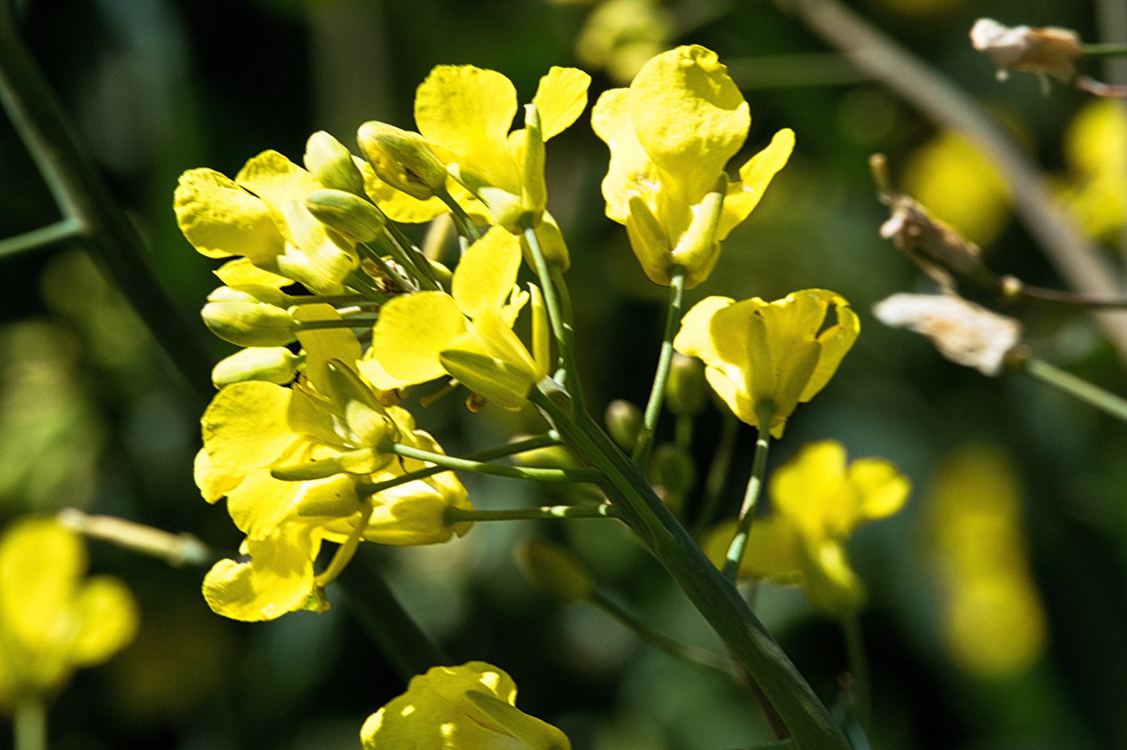 Rapsblüte