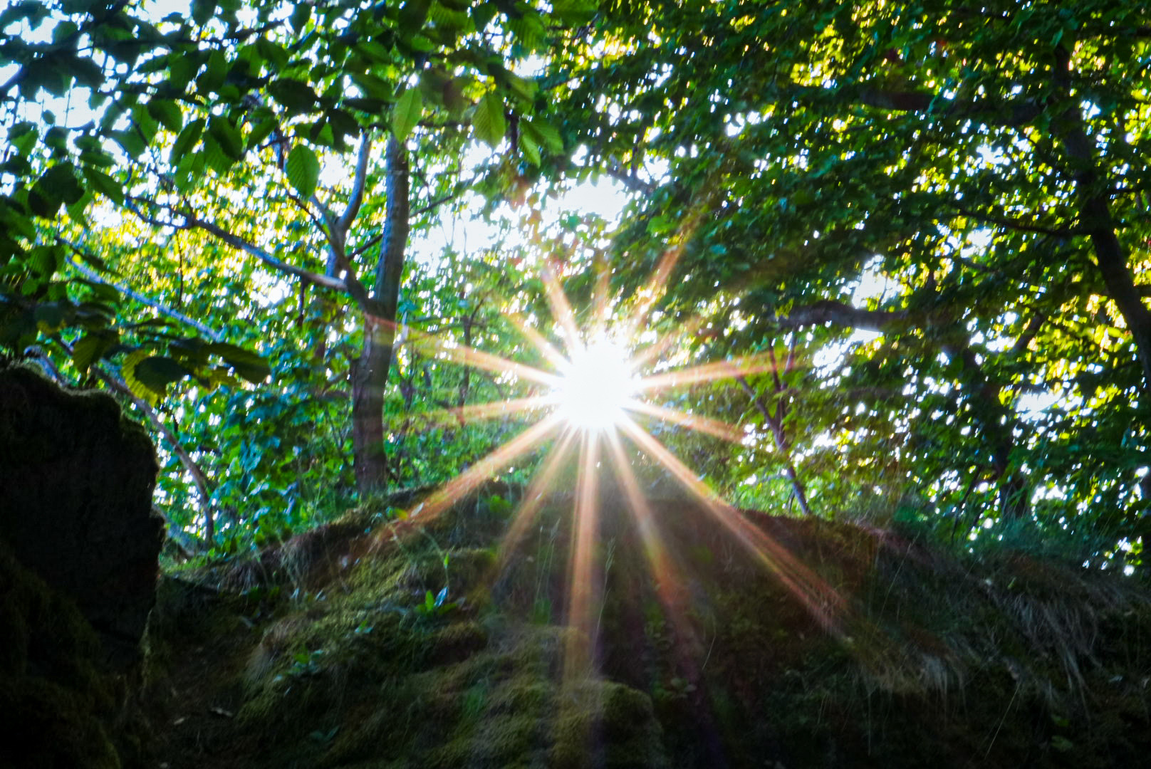 Mein erster Sonnenstern😊