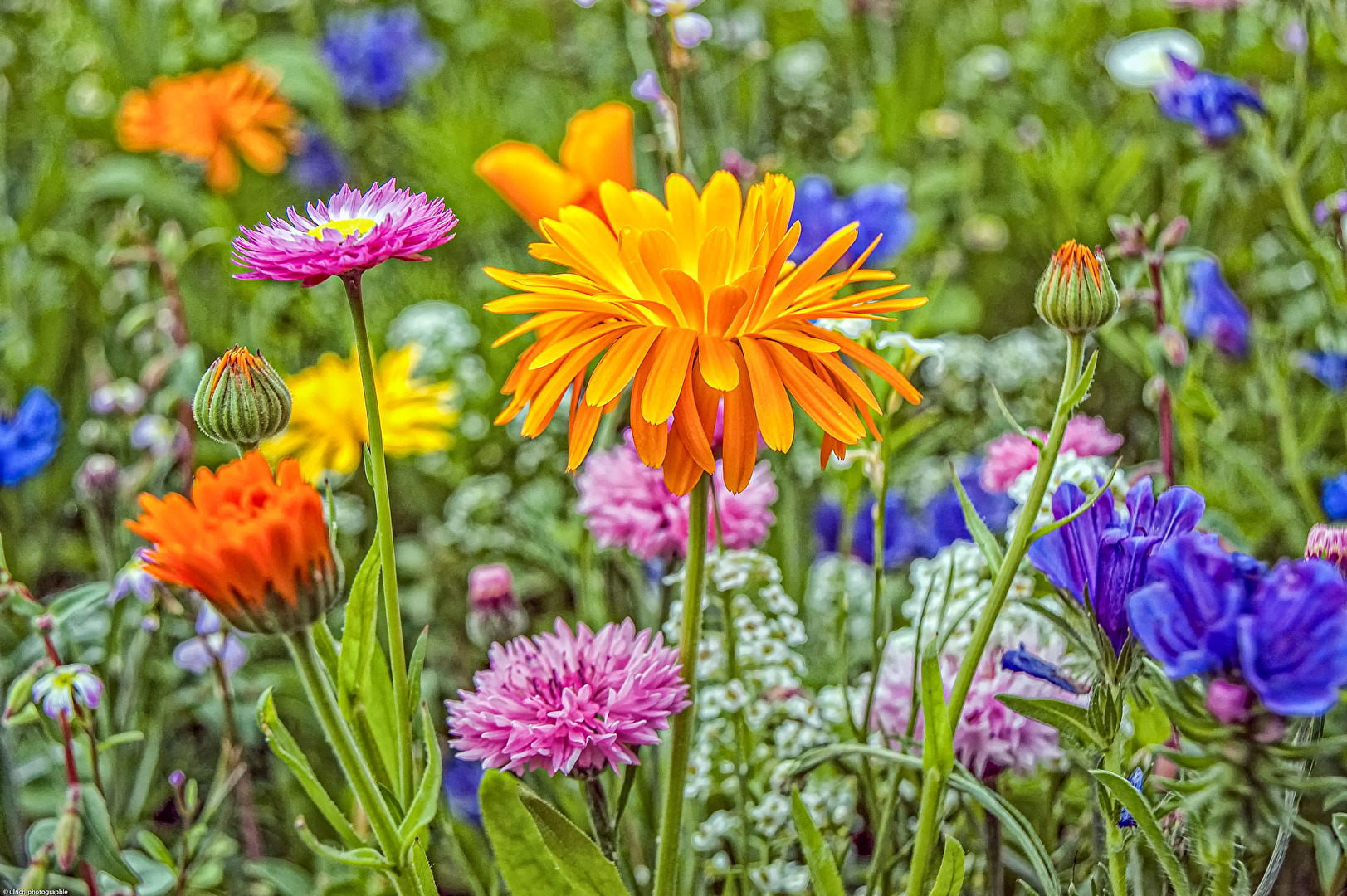 Colorful Diversity