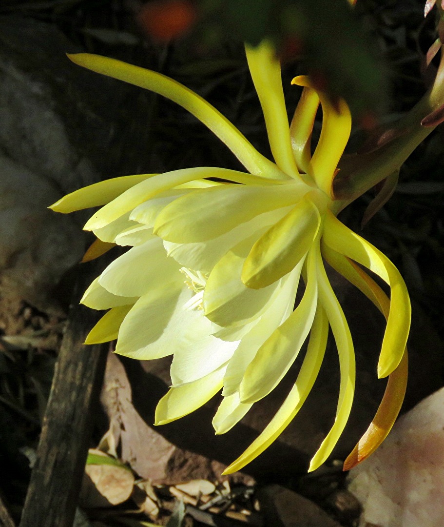Kaktusblüte