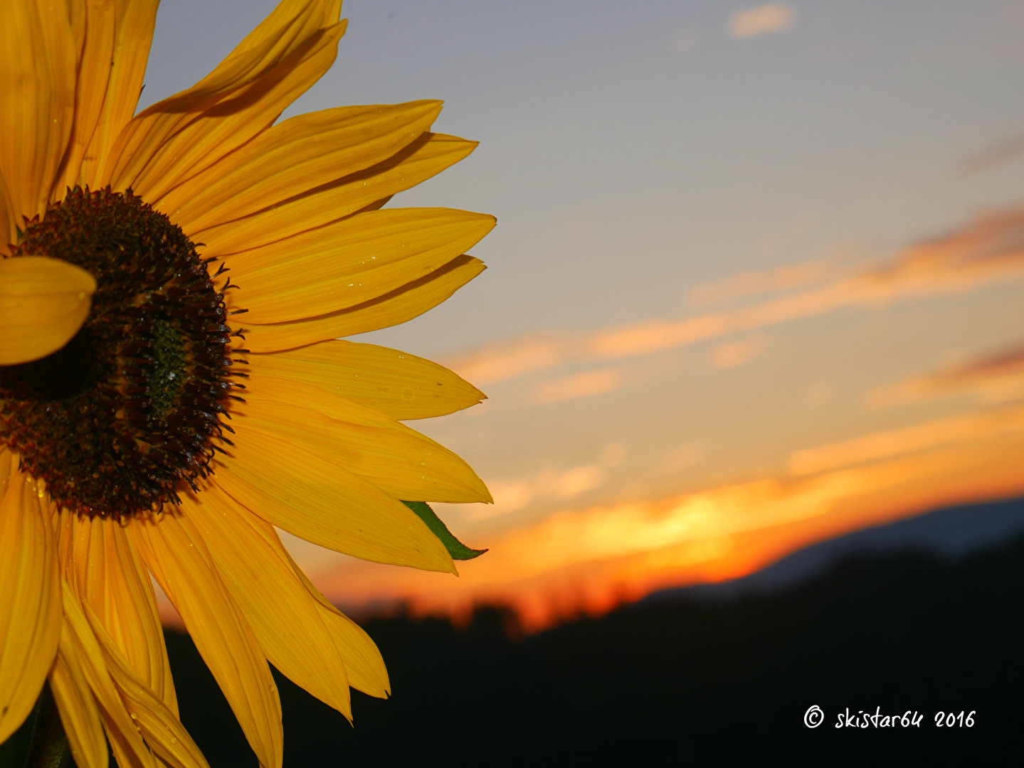 Sonnenblumen