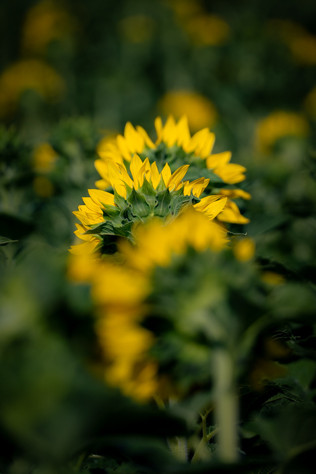 Sunflower time