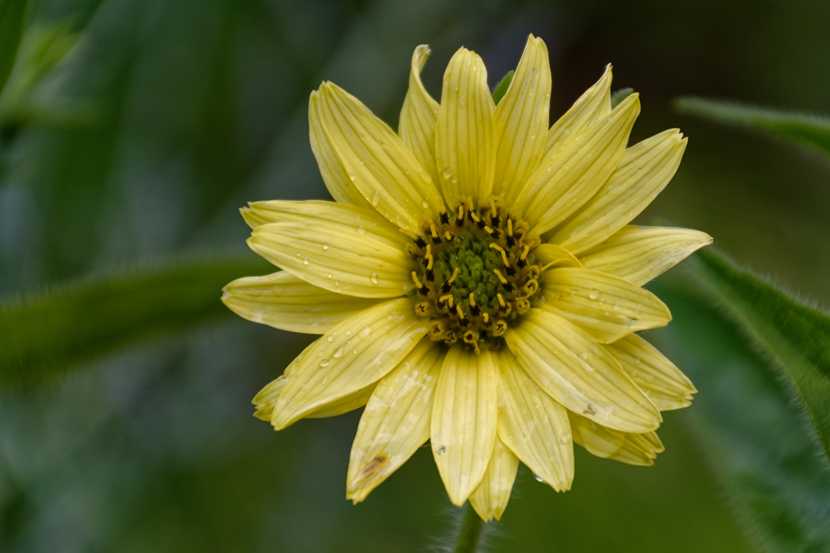 Sonnenblume