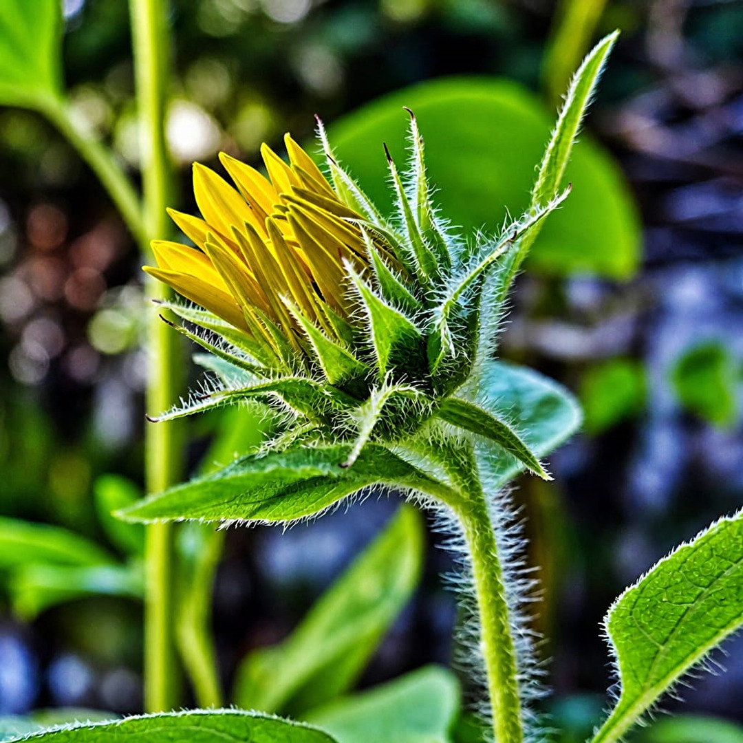 Minisonnenblume "Bambino"