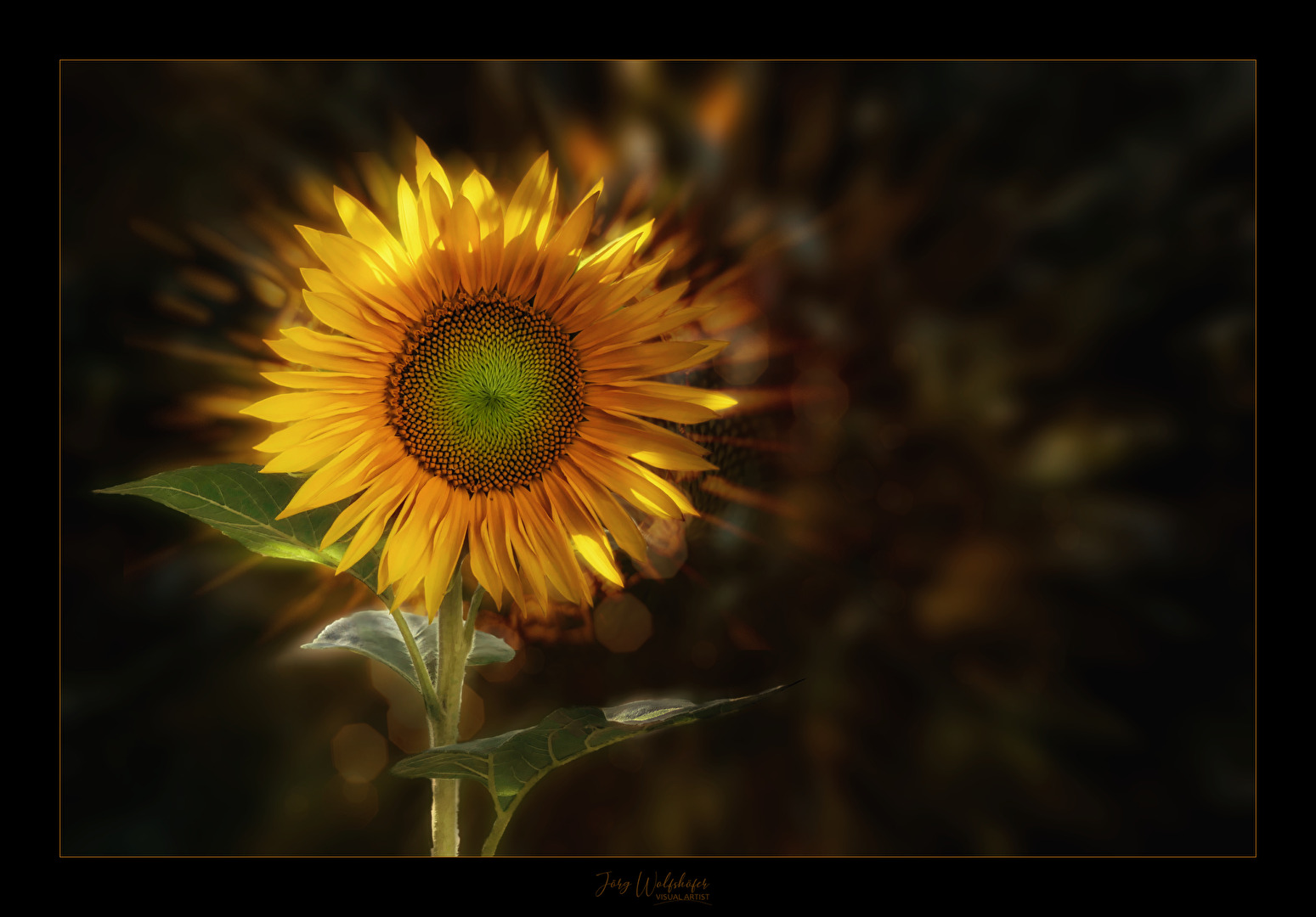 Sonnenblume
