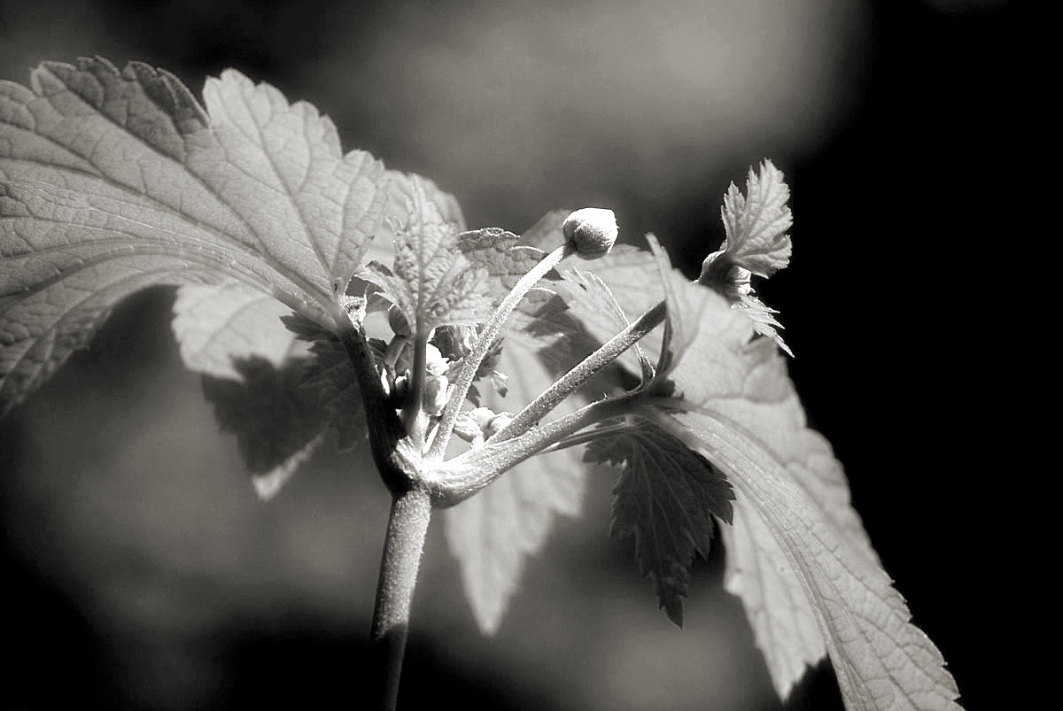 Knospen...