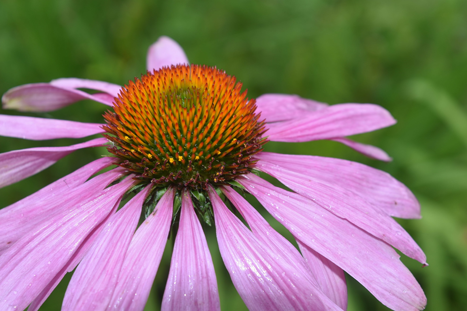 TT #Blumen Echinacea